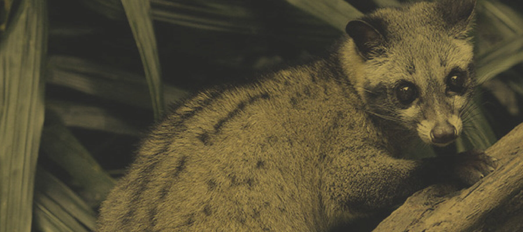 Material Expressions: Civet